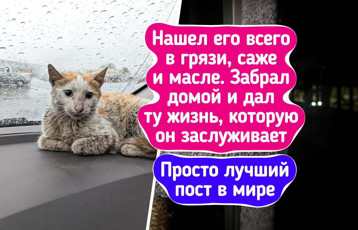 16 питомцев до и после того, как они обрели семью, и от этой разницы сжимается сердце 16 питомцев до и после того, как они обрели семью, и от этой разницы сжимается сердце