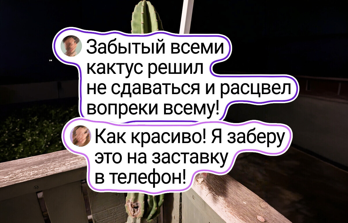 17 цветоводов, у которых даже кактус выглядит как произведение искусства