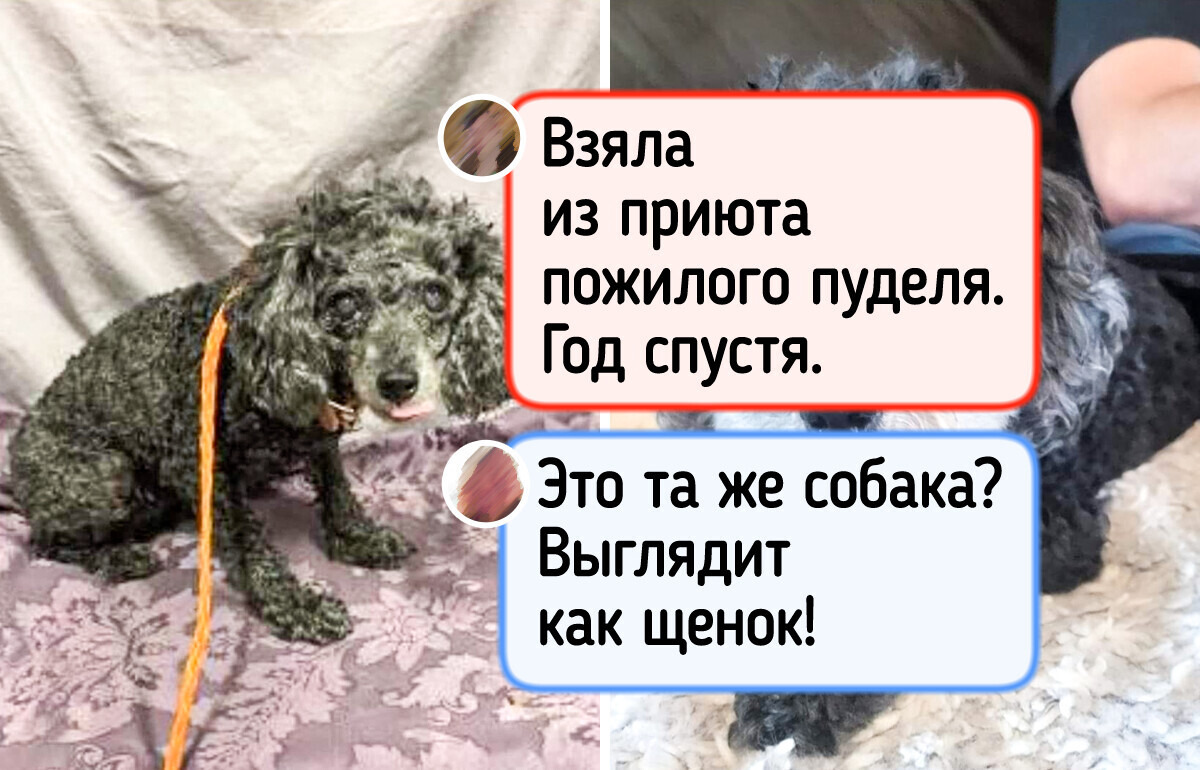 20+ фото питомцев, которые встретили своего человека и расцвели, как подснежники по весне