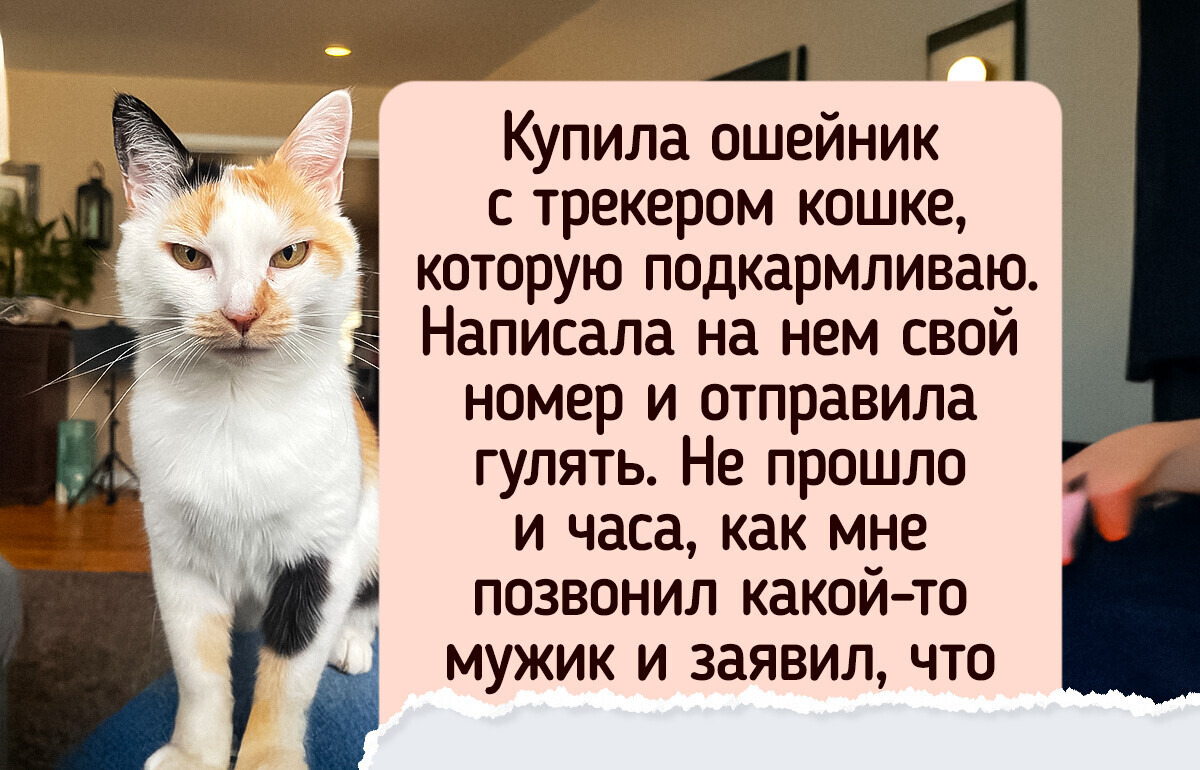 20+ питомцев, которых поймали с поличным, но им хоть бы хны 20+ питомцев, которых поймали с поличным, но им хоть бы хны
