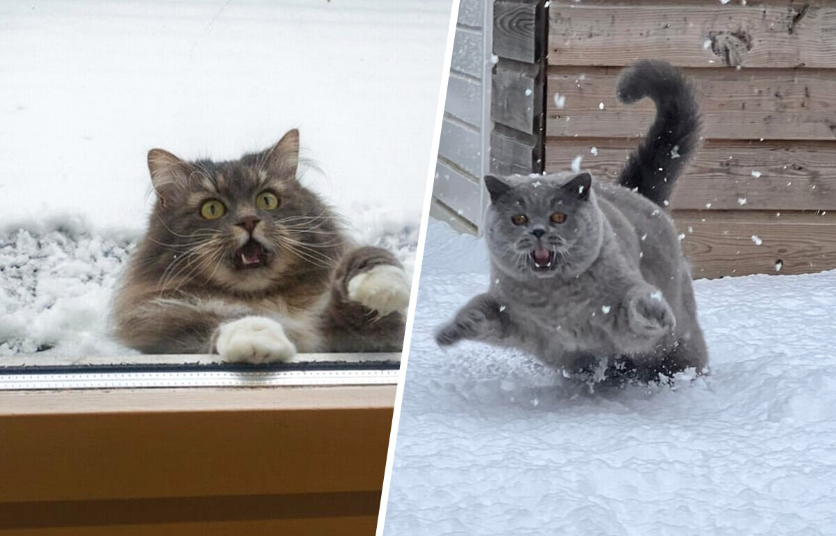 От дикого восторга до «заберите меня домой»: 24 эмоциональных реакций наших питомцев на первый снег От дикого восторга до «заберите меня домой»: 24 эмоциональных реакций наших питомцев на первый снег