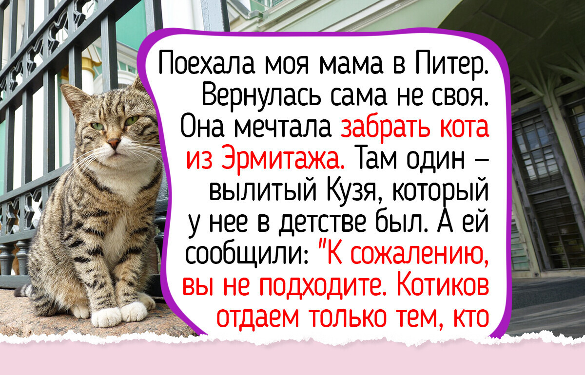 7 фактов о котах Эрмитажа, которые живут в музее по-королевски, но мечтают о своем доме