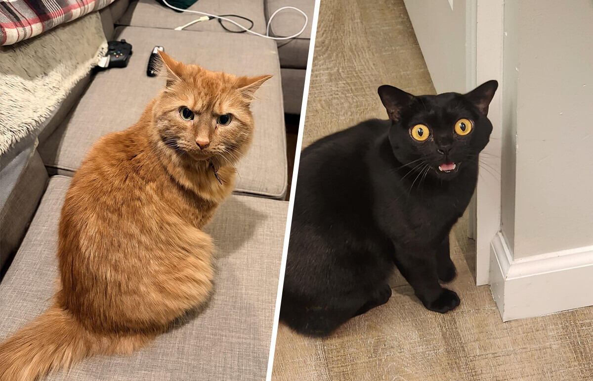 25 котов, которые читаются как открытая книга: ни грамма фальши