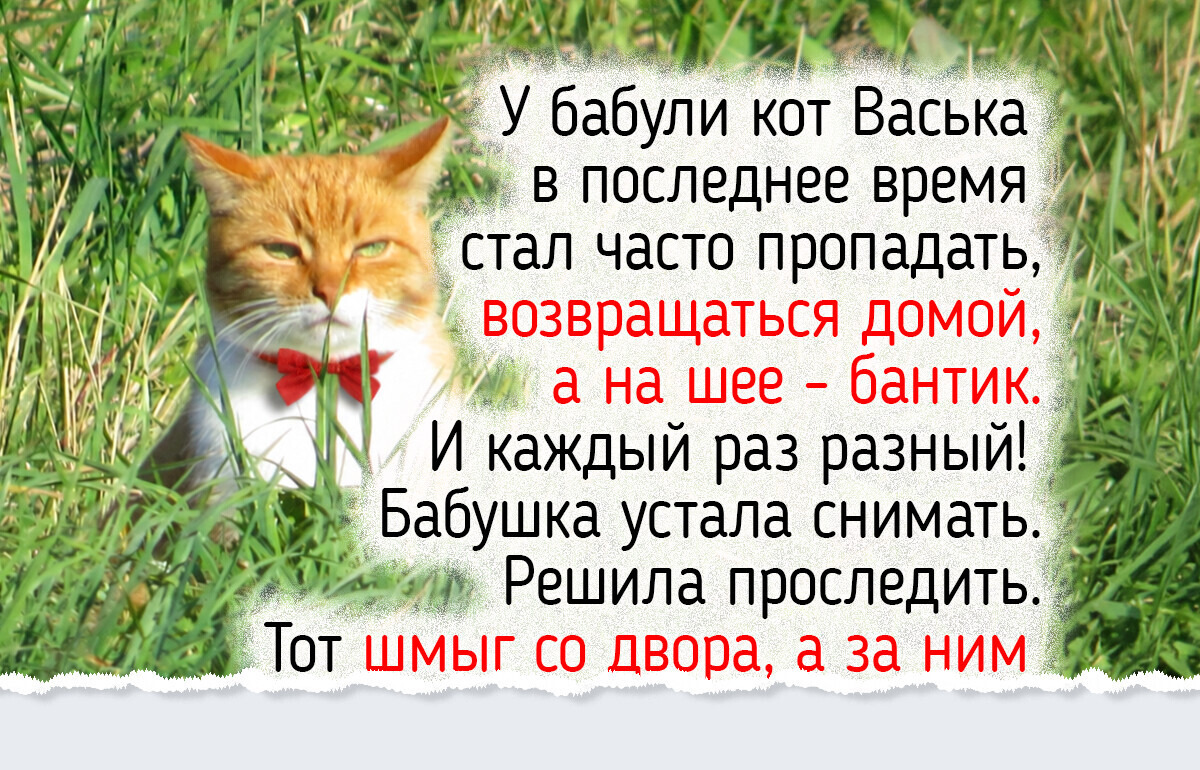 17 фото и историй о деревенских котах, у которых под присмотром и огород, и курятник, и хозяйка