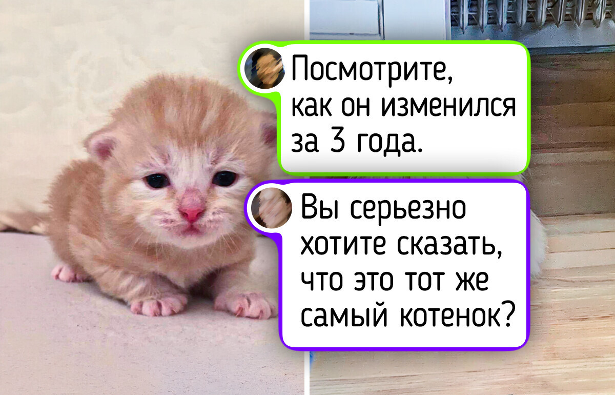 15+ трогательных животных, чье очарование кроется в их размере