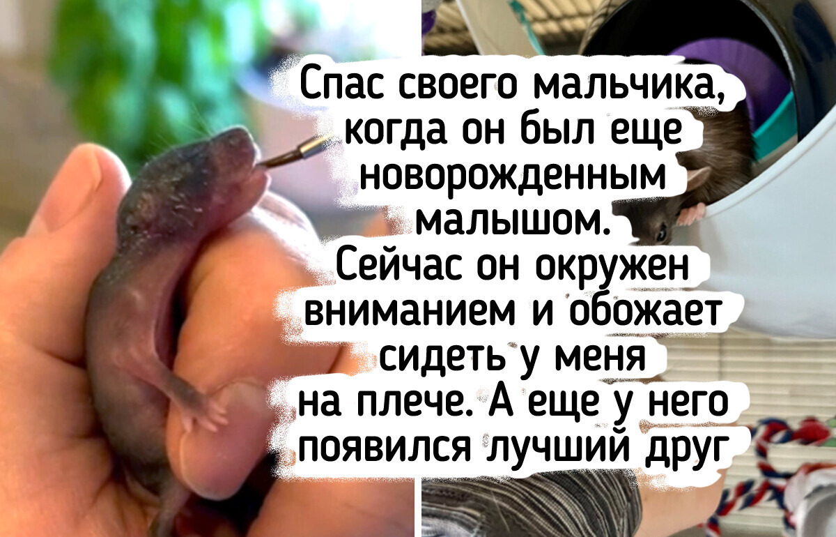 15 фото спасенышей, чье преображение вышибет слезу даже у бездушного камня