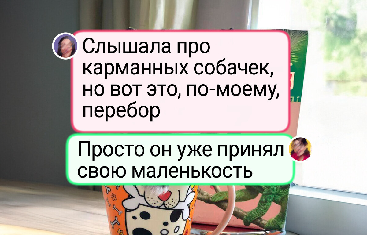17 питомцев, которые нашли свое место в доме. А хозяева не устают потешаться 17 питомцев, которые нашли свое место в доме. А хозяева не устают потешаться