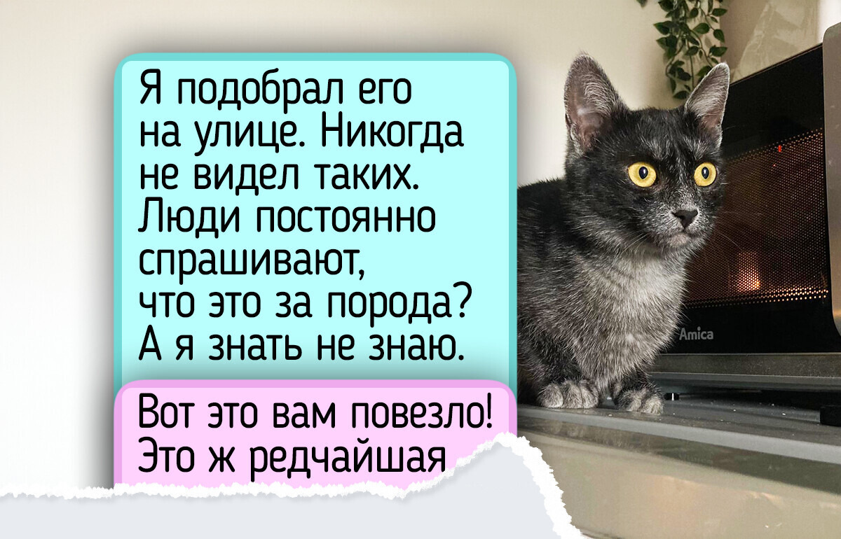 5 новых пород кошек, которые и опытных кошатников заинтригуют