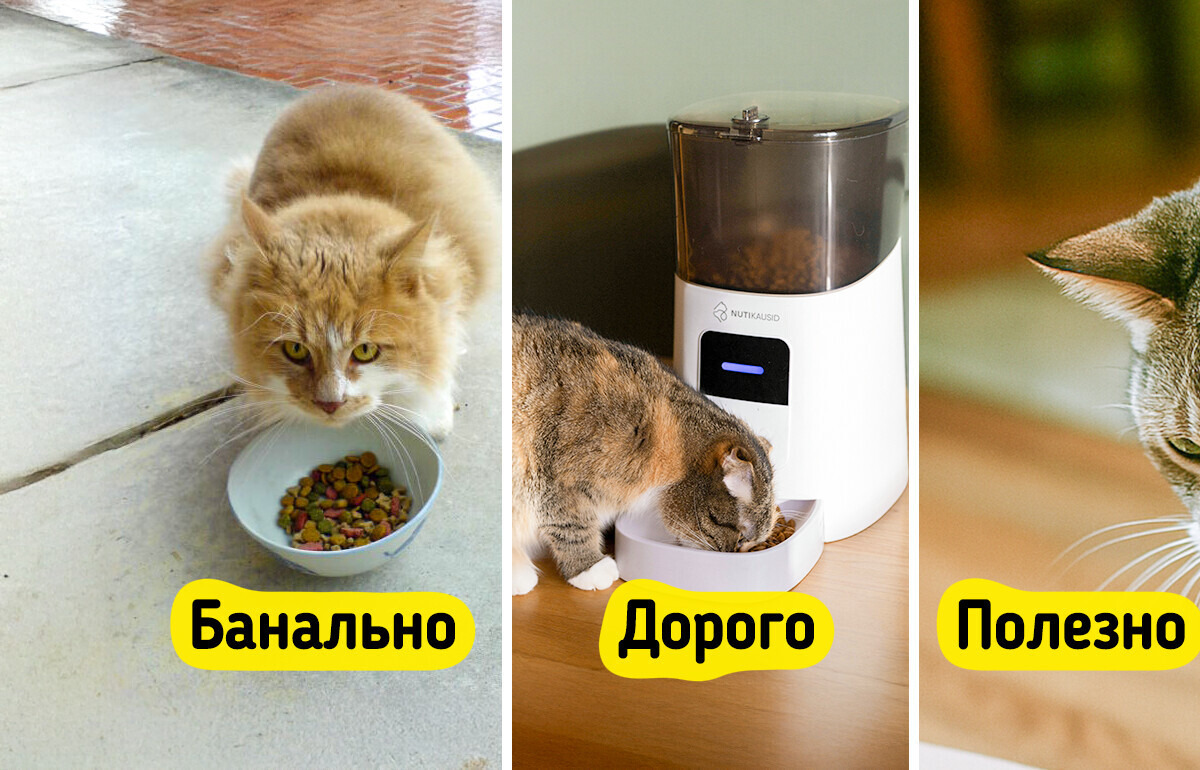 Пользователи сети назвали 16 ошибок, которые вредят мурлыке и опустошают кошелек Пользователи сети назвали 16 ошибок, которые вредят мурлыке и опустошают кошелек