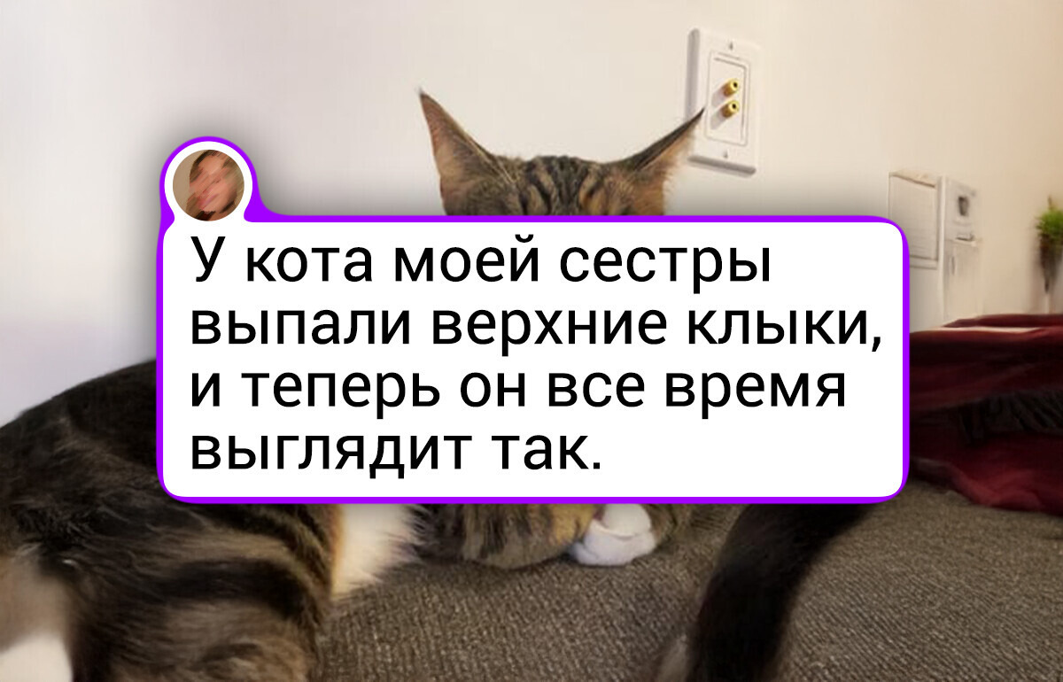 14 пушистиков, которые попали в кадр и создали настоящее произведение искусства