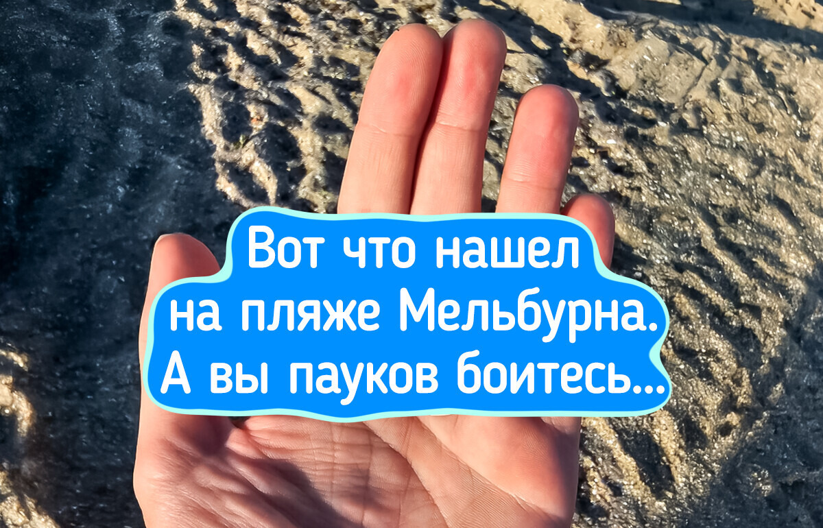 18 фото, после просмотра которых хочется спросить: «Австралийцы, вы как выживаете?» 18 фото, после просмотра которых хочется спросить: «Австралийцы, вы как выживаете?»
