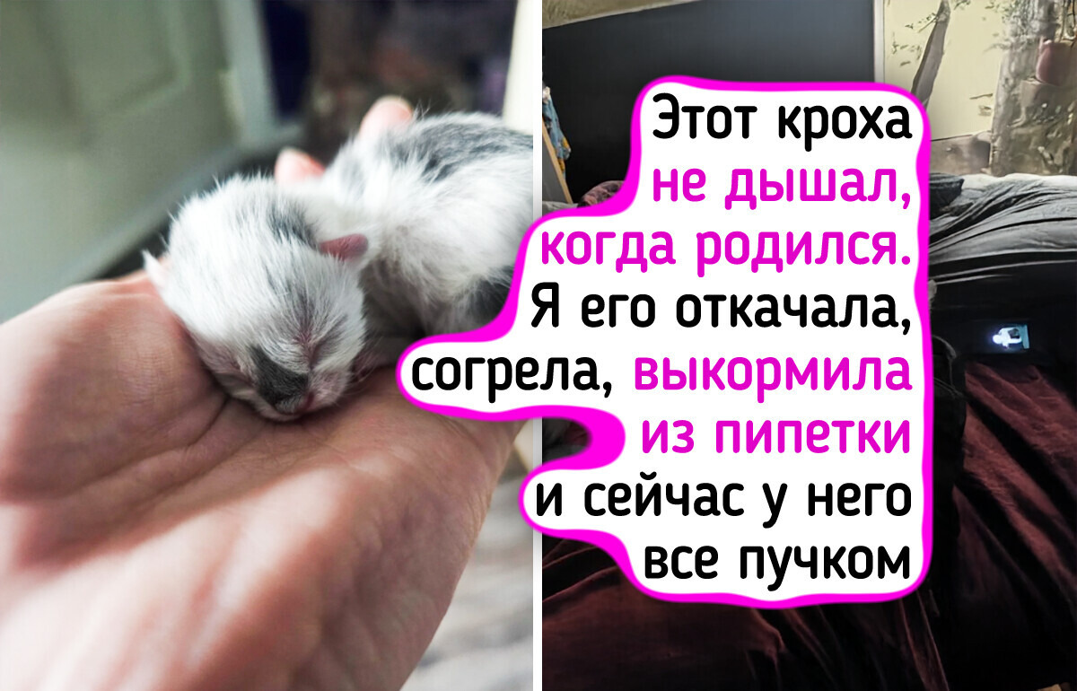 20+ крошечных котят, которые растопят сердце даже Снежной королевы