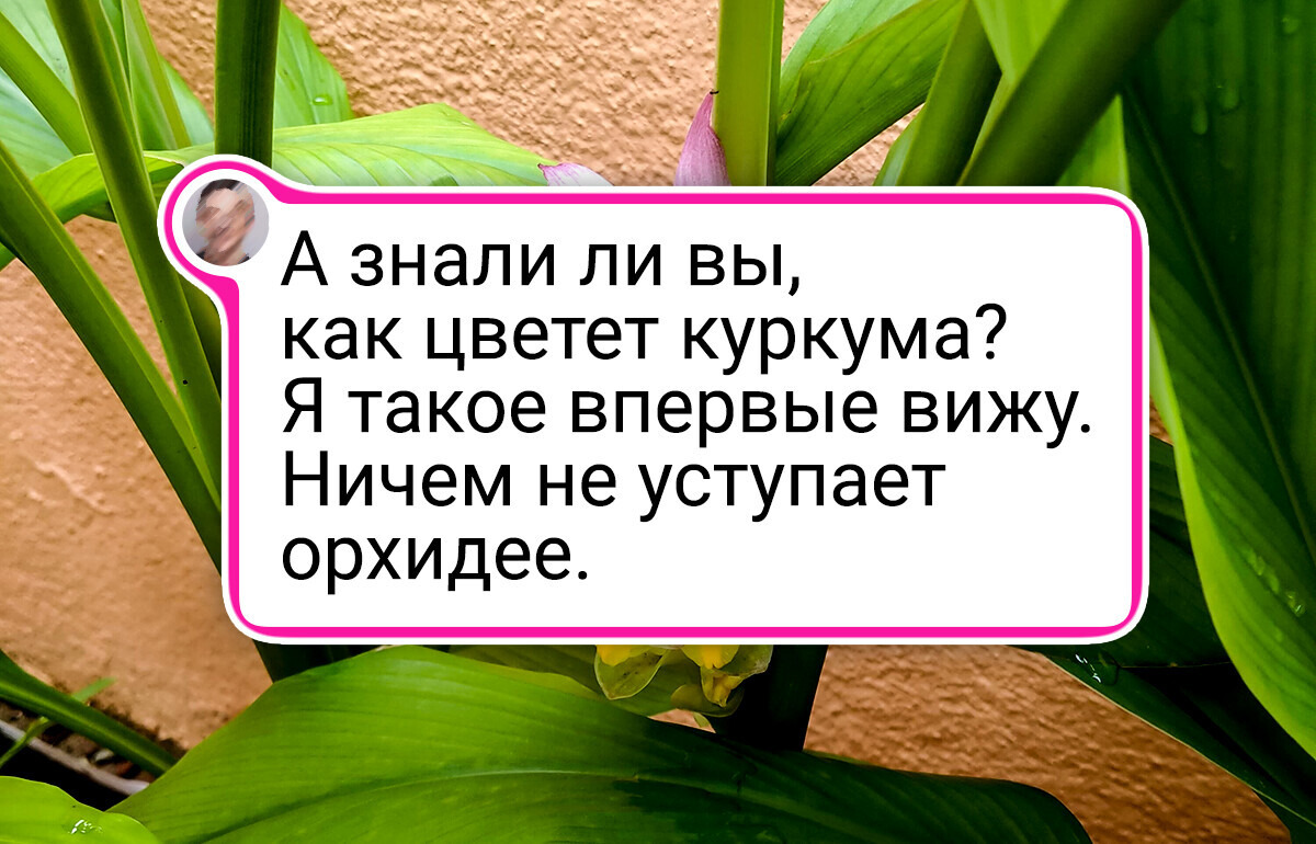 20+ загадочных растений, которые цветут и плодоносят только для самых терпеливых 20+ загадочных растений, которые цветут и плодоносят только для самых терпеливых