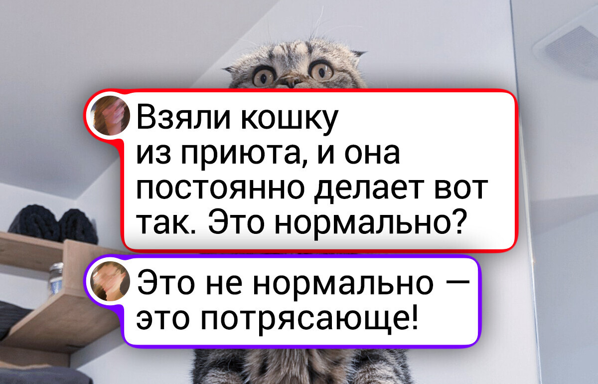 20+ пушистиков, чьи мордочки легко могут конкурировать с мемами