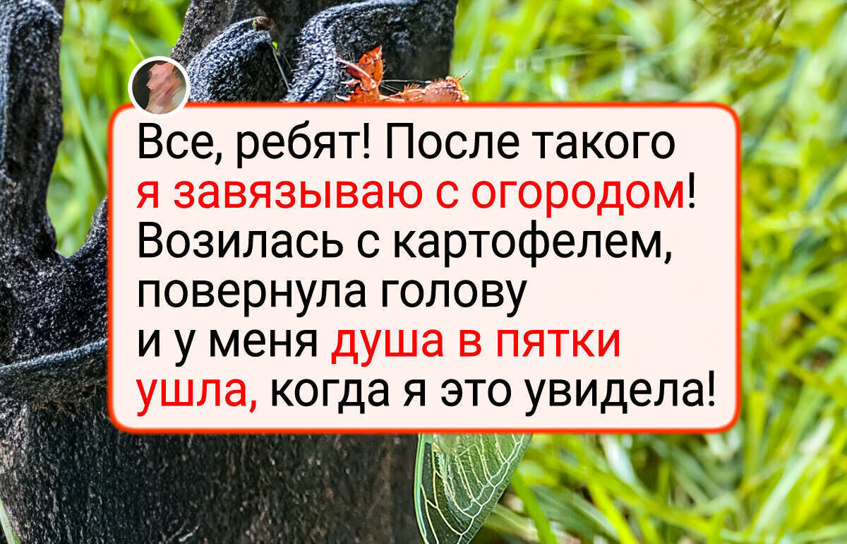 16 садоводов, которые схватились за камеру, чтобы запечатлеть чудо на своих грядках 16 садоводов, которые схватились за камеру, чтобы запечатлеть чудо на своих грядках
