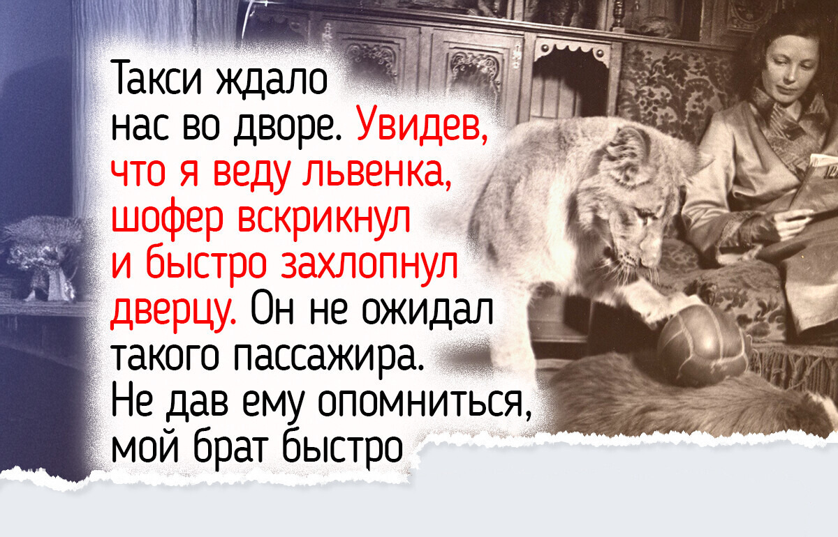 Суп ела аккуратно: как жила львица, которую воспитали в московской коммуналке в 1930-х годах