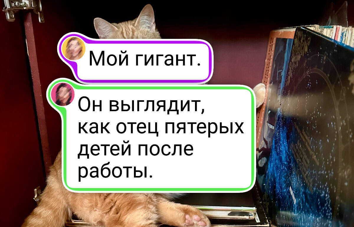 20+ пушистых гигантов, которые точно знают, кто здесь хозяин