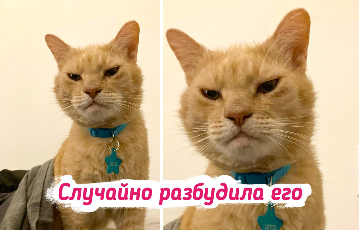 18 усатых-полосатых, на мордочке которых все красноречиво написано 18 усатых-полосатых, на мордочке которых все красноречиво написано