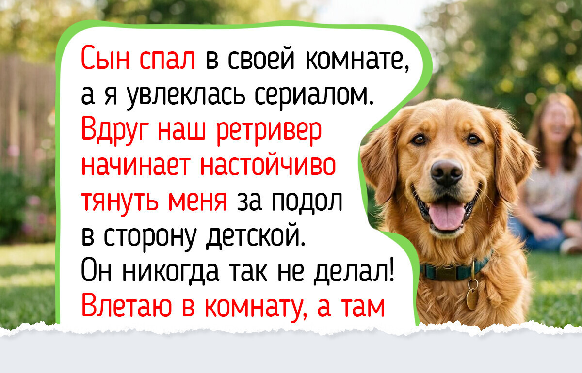Друг с первого взгляда: 11 пород собак, которые обожают людей больше, чем свои косточки