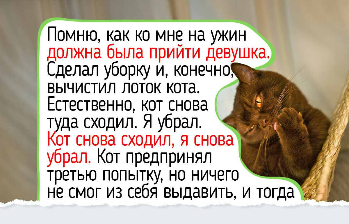 10 добрых пород кошек, которые не станут включать режим «тыгыдык» в три часа ночи