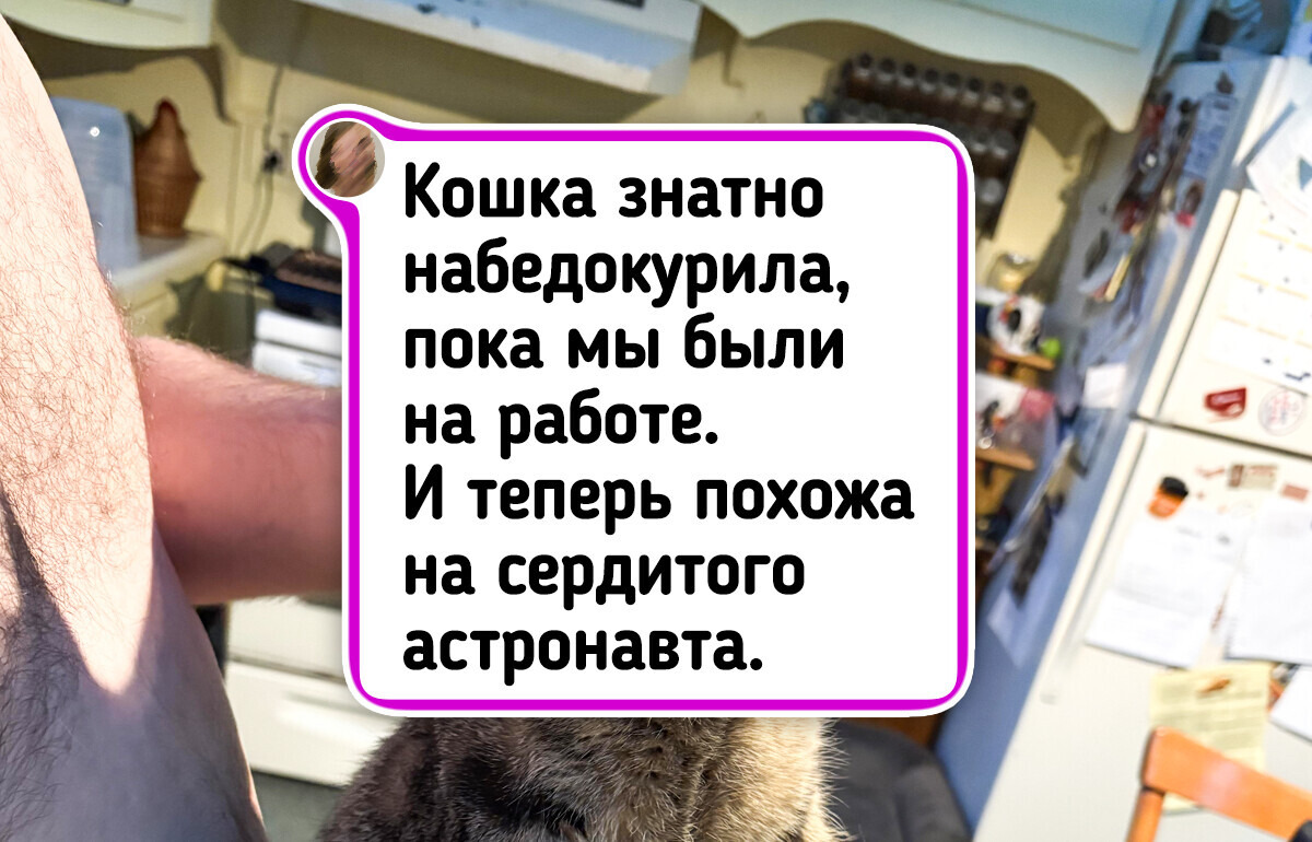 20+ забавных фото животных, у которых, кажется, слетели настройки 20+ забавных фото животных, у которых, кажется, слетели настройки