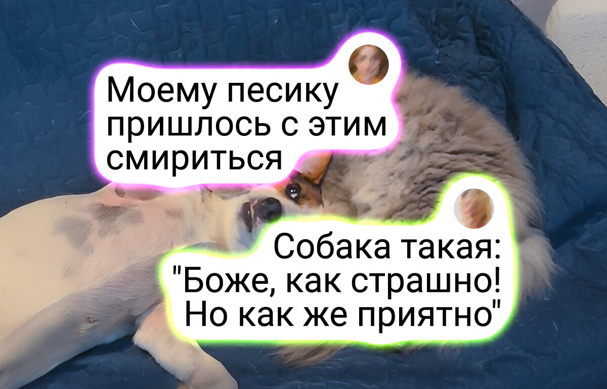 20+ фотографий о дружбе животных, которые растопят даже самое ледяное сердце