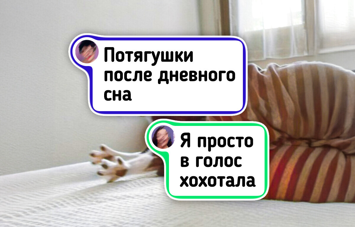 17 животных, чьи мордашки выражают больше эмоций, чем лица некоторых актеров 17 животных, чьи мордашки выражают больше эмоций, чем лица некоторых актеров