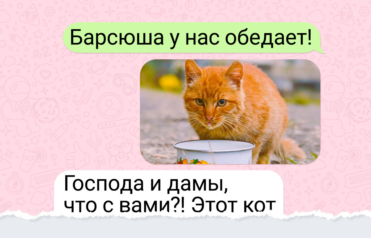 Как один кот водил за нос целый подъезд, а когда все выяснилось, соседи растаяли от умиления