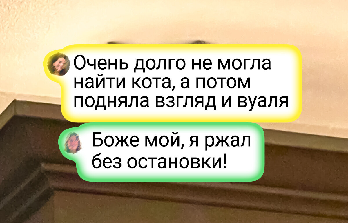 25 снимков, доказывающих, что у наших питомцев есть шапка-невидимка 25 снимков, доказывающих, что у наших питомцев есть шапка-невидимка
