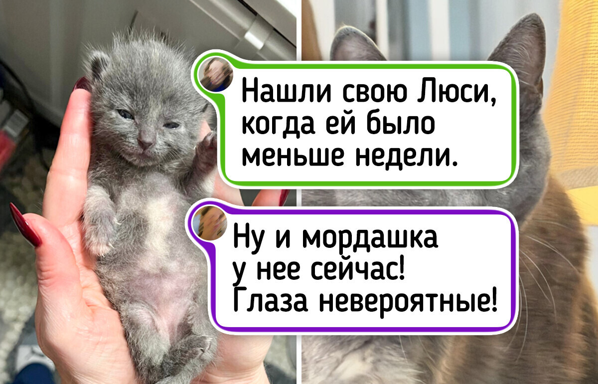 20+ фото питомцев тогда и сейчас, глядя на которые понимаешь, как быстро летит время