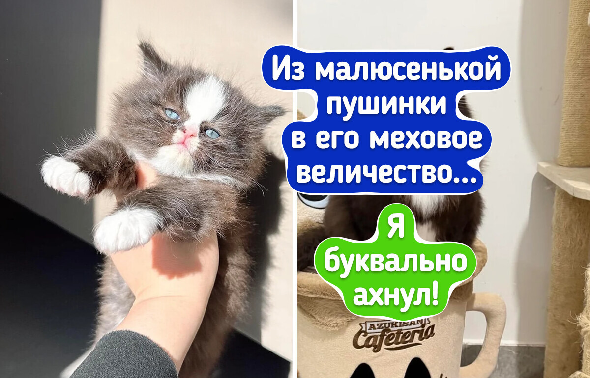 20 человек показали, как выросли их питомцы, и эту разницу трудно развидеть 20 человек показали, как выросли их питомцы, и эту разницу трудно развидеть