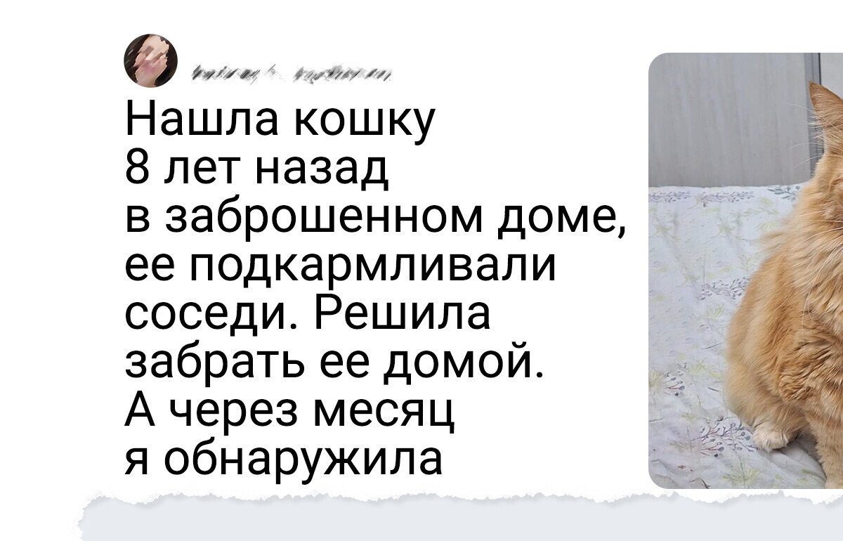 20 больших котов-добряков, глядя на которых понимаешь, что счастья много не бывает