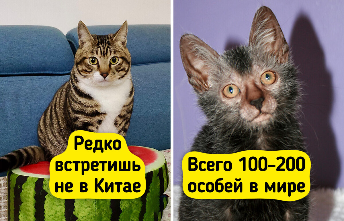 9 пород кошек, которые настолько редки, что их днем с огнем не сыщешь 9 пород кошек, которые настолько редки, что их днем с огнем не сыщешь