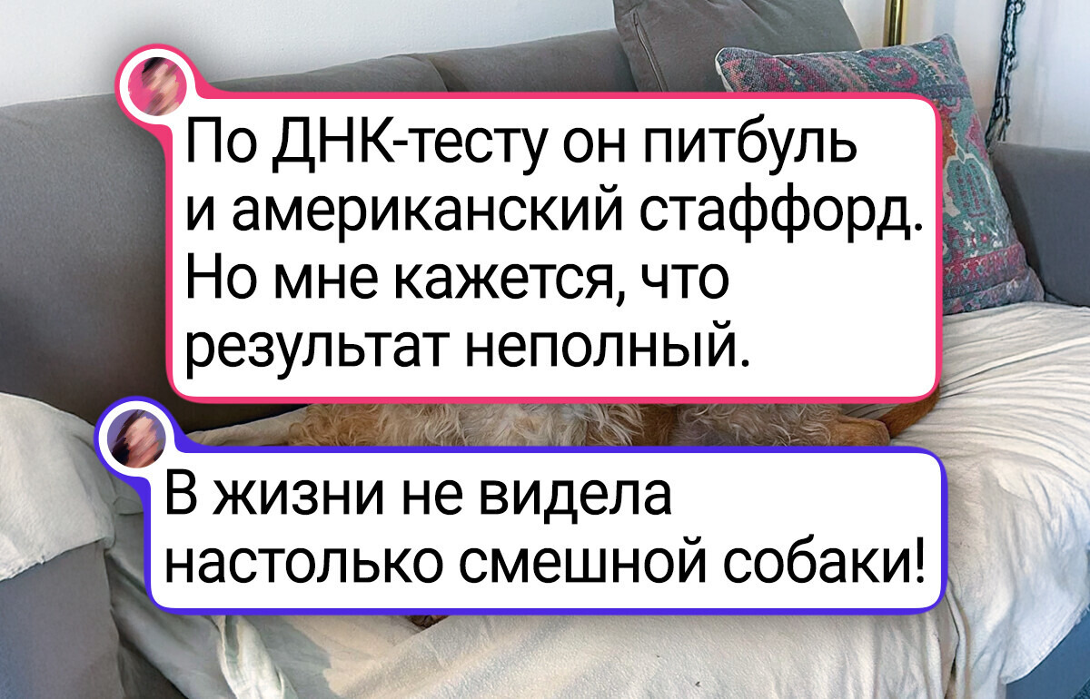 20 собак, которые родились с идеальной внешностью благодаря смешению кровей 20 собак, которые родились с идеальной внешностью благодаря смешению кровей