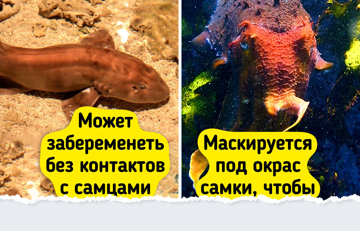 8 фантастических фактов о морских обитателях, которые кажутся выдумкой, но это чистая правда