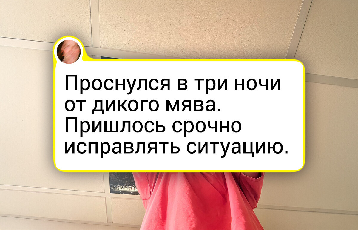 15+ хвостатых хулиганов, которым неведомы стыд и раскаяние, но мы их все равно обожаем 15+ хвостатых хулиганов, которым неведомы стыд и раскаяние, но мы их все равно обожаем