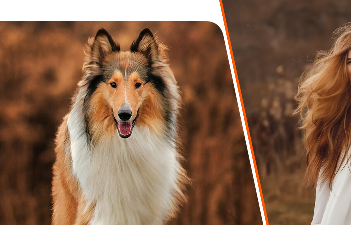 Как выглядели бы 11 пород собак, если бы они внезапно стали людьми