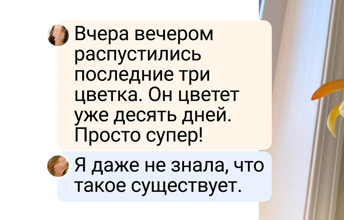 18 цветоводов, которые и на подоконнике в многоэтажке вырастят тропический лес