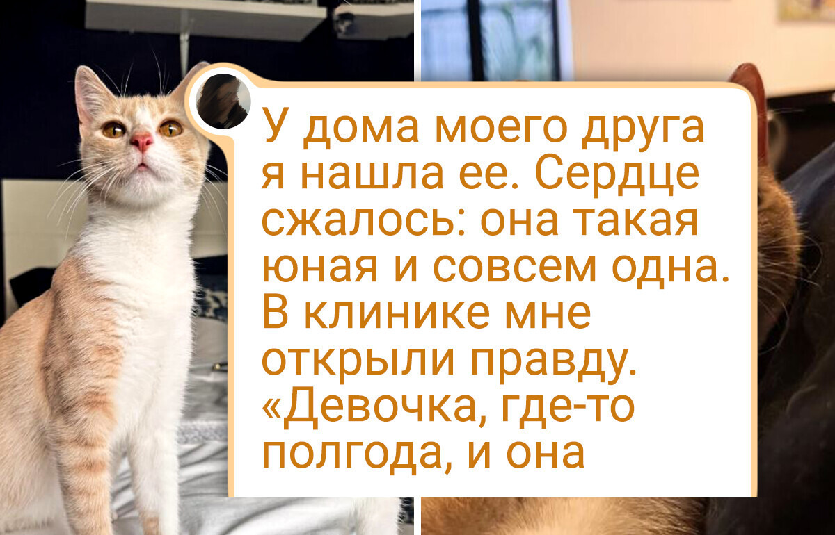 29 очаровательных питомцев из приюта, покоряющих сердца с первого взгляда 29 очаровательных питомцев из приюта, покоряющих сердца с первого взгляда