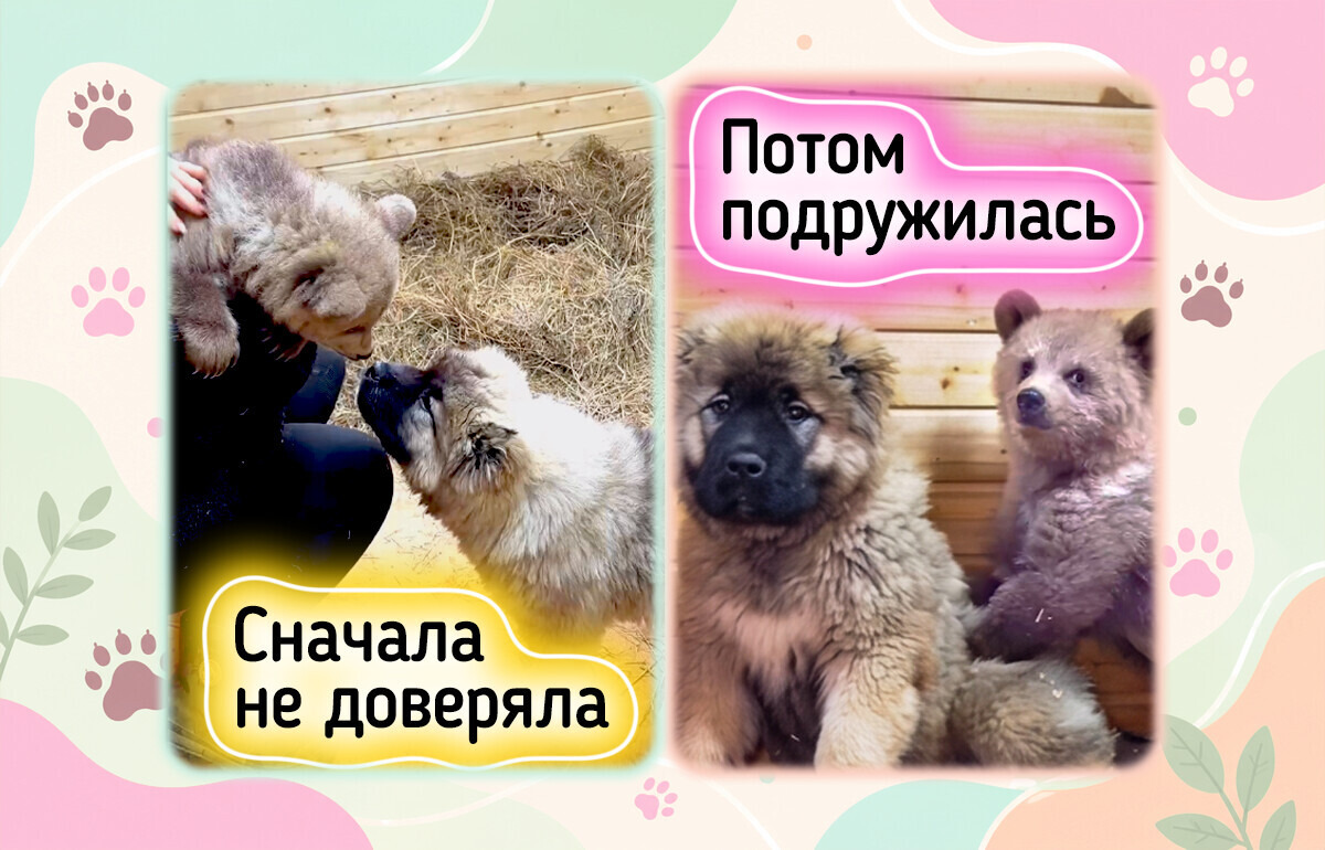 Люди проехали 2000 км, чтобы спасти медвежонка Дыньку. Но главным лекарством для крохи стал щенок Арбузик