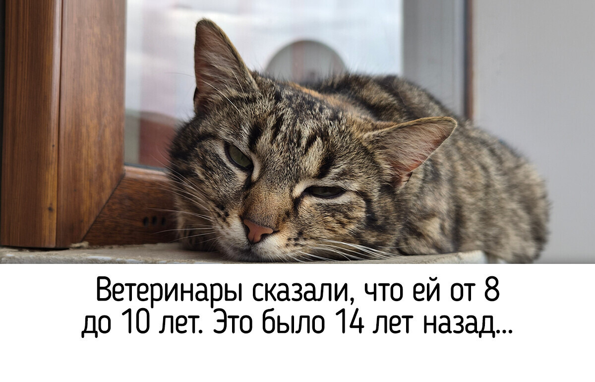 17 котиков, которых люди приютили у себя дома и полюбили всем сердцем