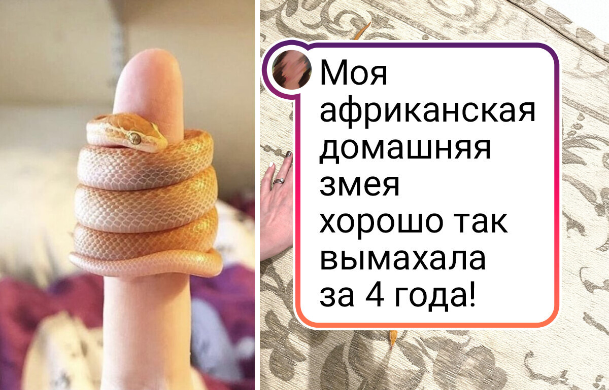 20+ домашних любимцев, которые как-то внезапно выросли в хвостатых красавцев 20+ домашних любимцев, которые как-то внезапно выросли в хвостатых красавцев