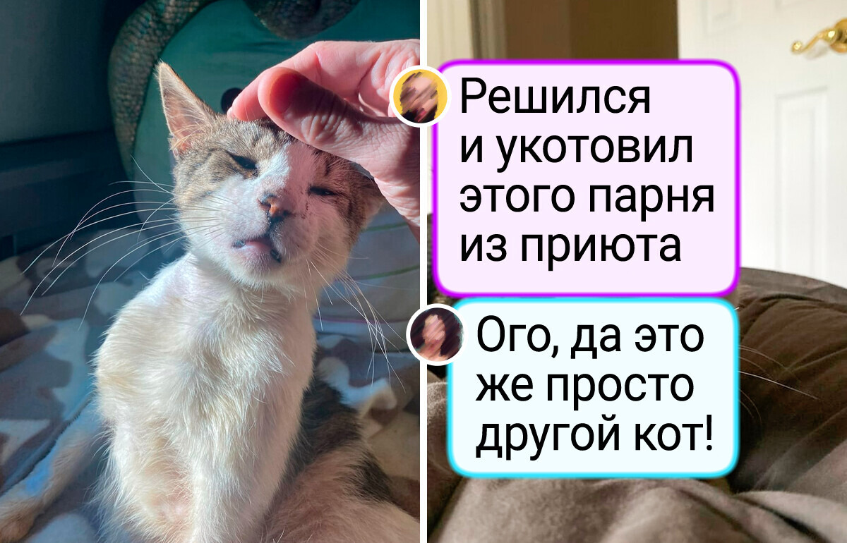 15 историй о том, как люди спасали животных, и те менялись до неузнаваемости