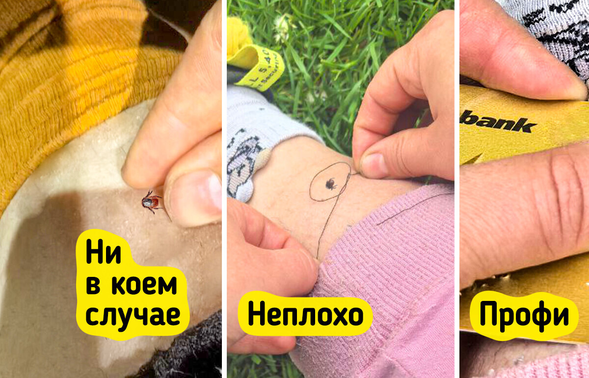 Два верных способа удалить клеща подручными средствами Два верных способа удалить клеща подручными средствами