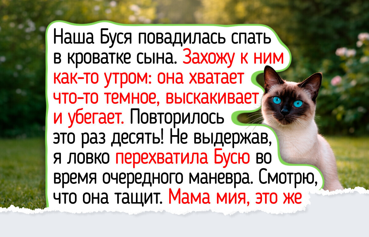 Кошки с душой лабрадора: 10 пород питомцев для тех, кто ищет идеального компаньона