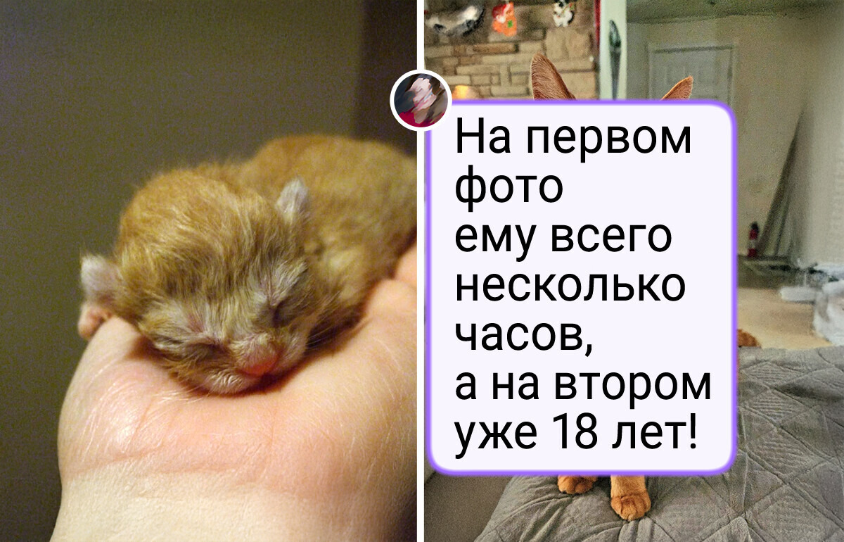 18 котят, из которых выросли настолько роскошные коты, что хочется потискать их через экран
