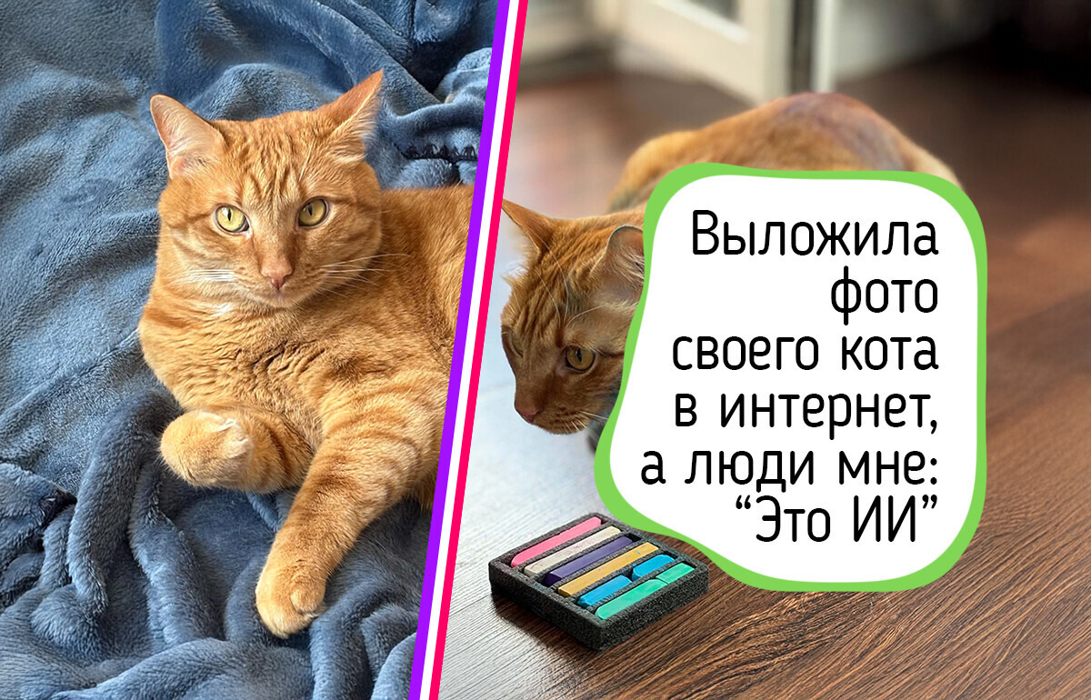 Я выложила фото своего кота в интернет и через пару часов мне пришлось доказывать, что он настоящий