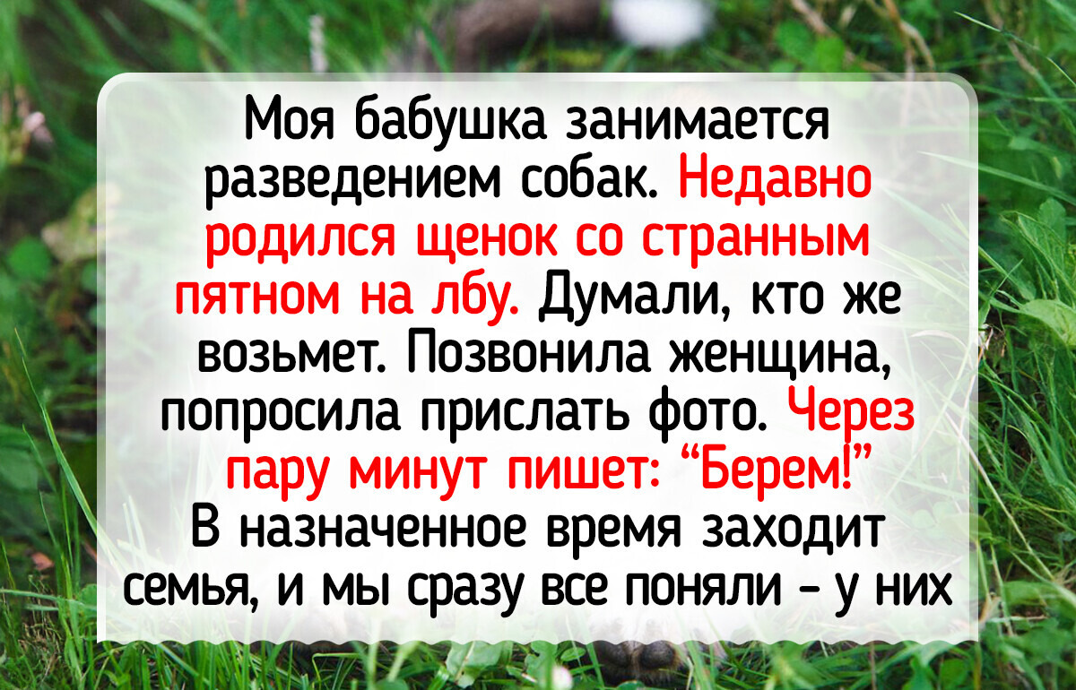 12 животинок, без которых день так и остался бы серым и унылым