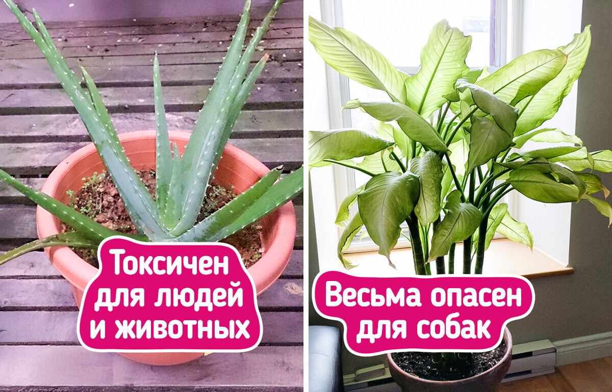 10 творений природы, от которых лучше бы держаться на расстоянии