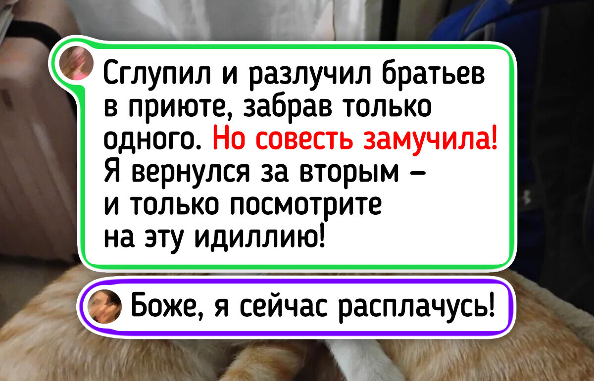 20+ спасенных котов, чье преображение подтверждает: любовь творит настоящую магию